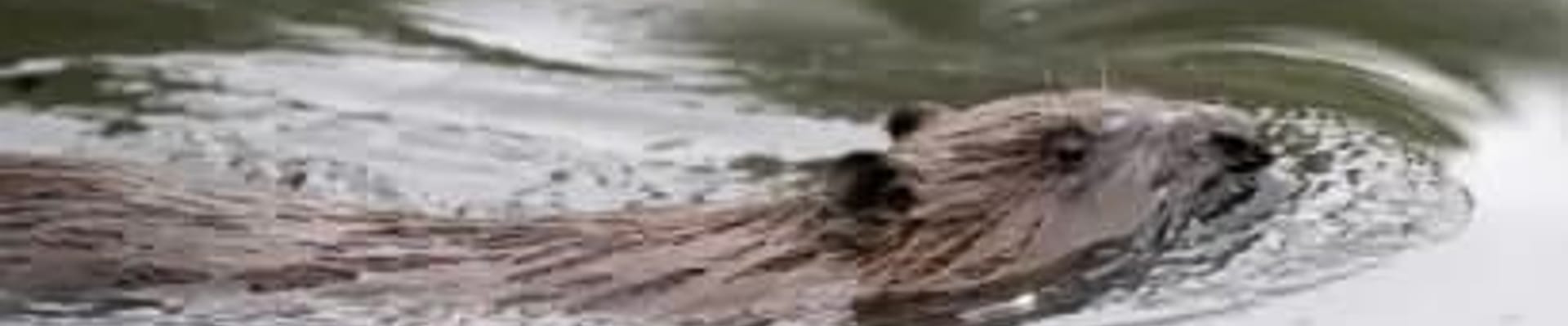 Photograph of a beaver swimming in water