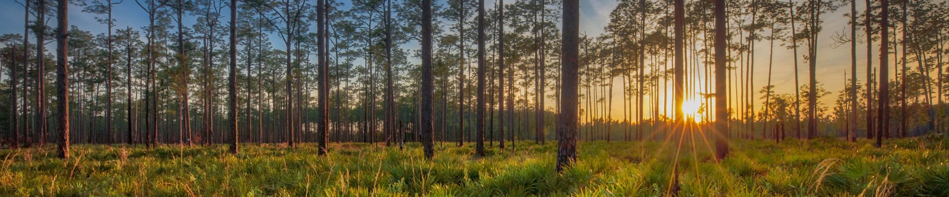 Nature image - sun coming through trees
