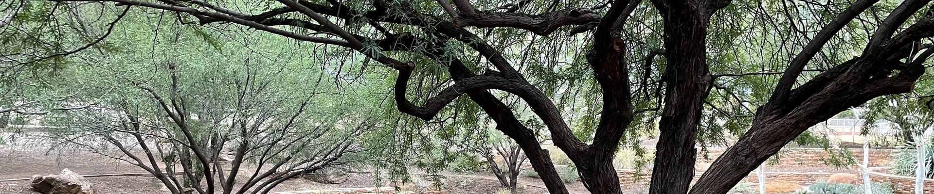 Image of a native tree providing shade