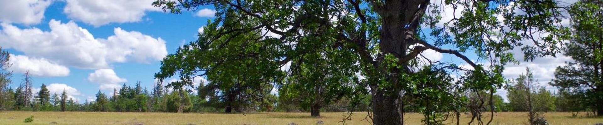 Protecting Communities: Fire Fuels Reduction on the White River Wildlife Area