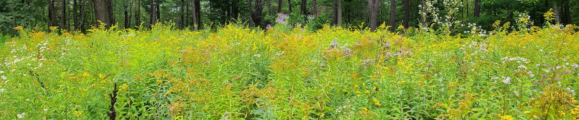 Parks and Recreation