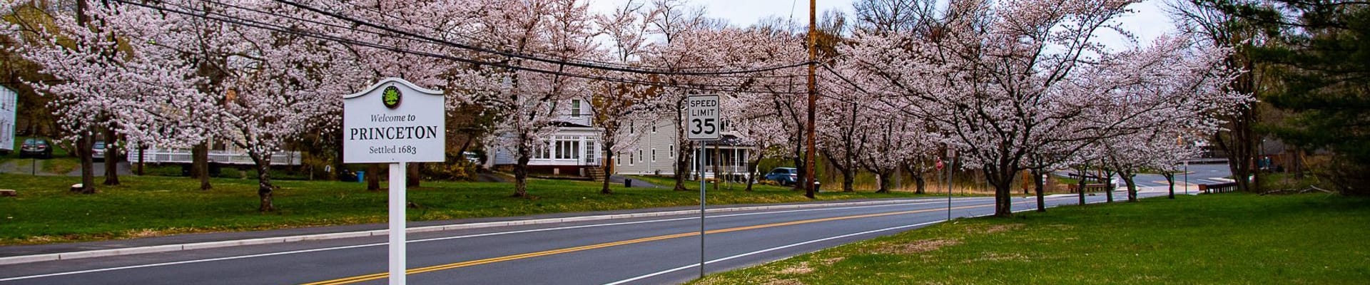 street with trees blooming pink flowers
