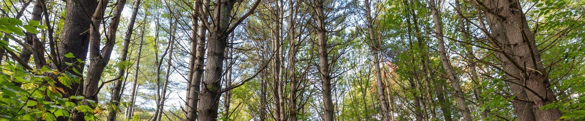 Hazard Tree Removal Rebate Program