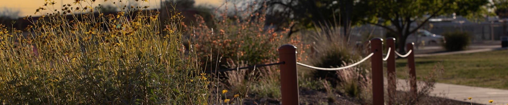 A bunch of Sonoran pollinator plants grow next to a fence