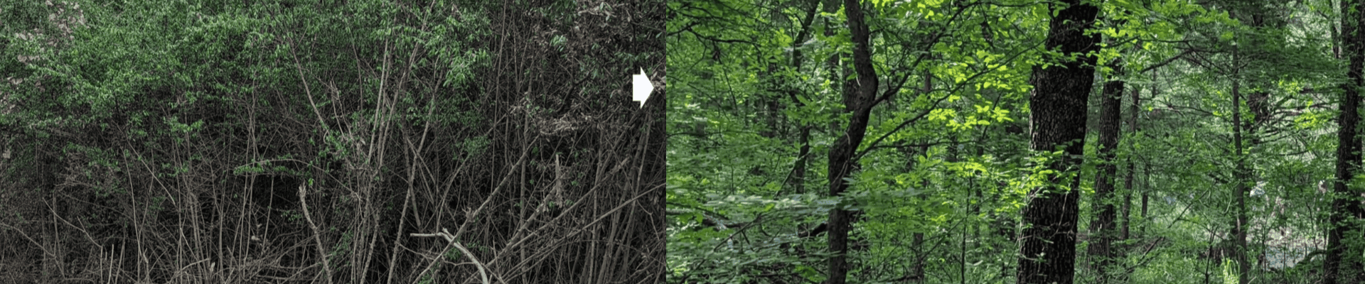 Landscape graphic of trees