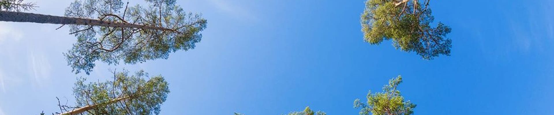 Tree Protection - Proposed Code Amendments to Protect Trees and Open Spaces