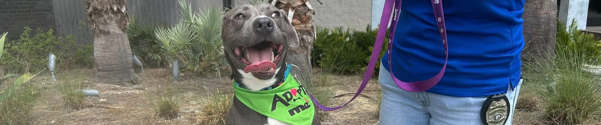 Dog with bandana next to Animal Control officer