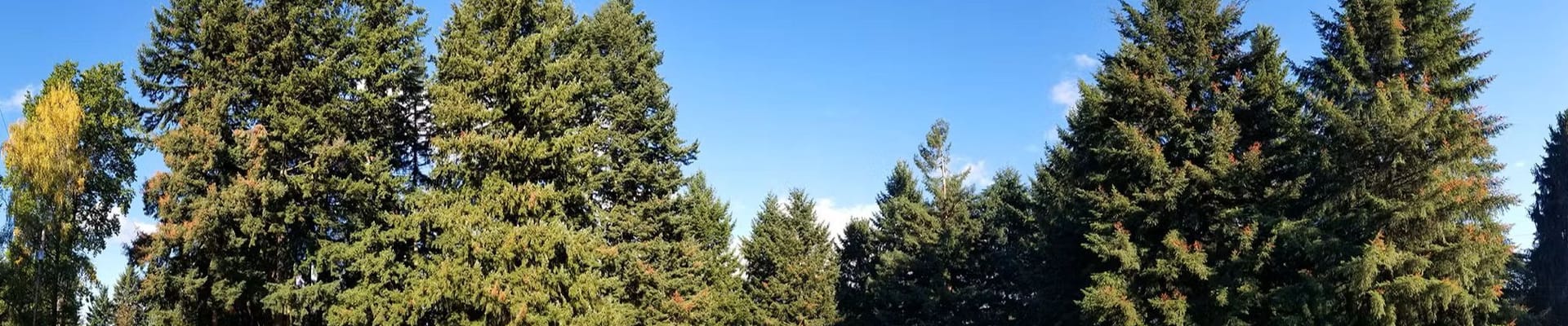 This photo shows a grassy field with tall evergreen trees in the background at Shaffer Park.