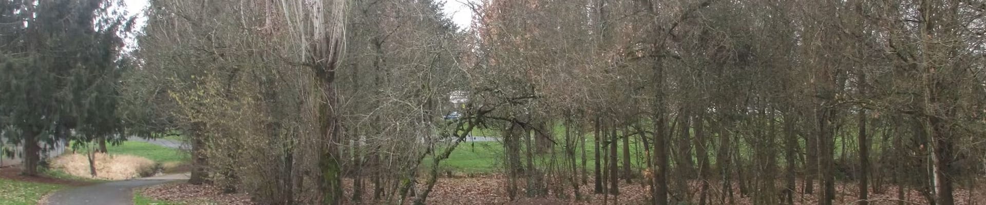 The photo shows a paved path in Bagley Community Park. The path curves around several trees, pictured on the right side of the image.