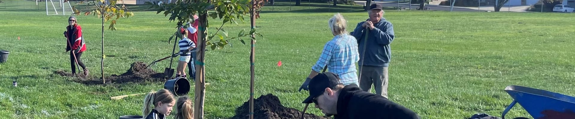 tree planting photo