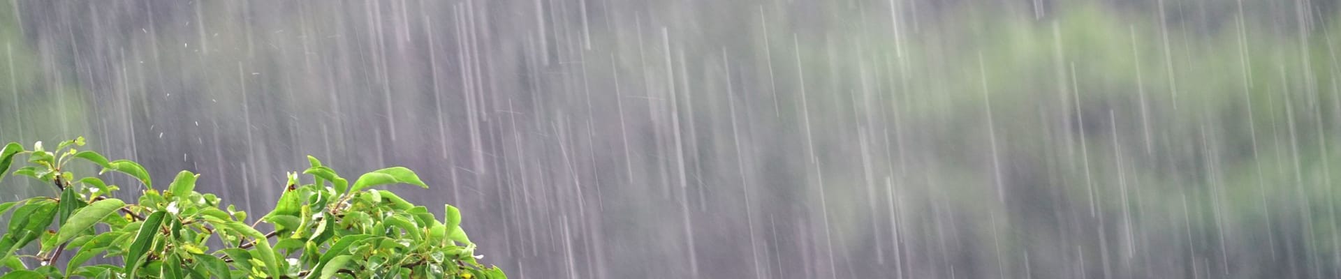 Tree branch in the rain