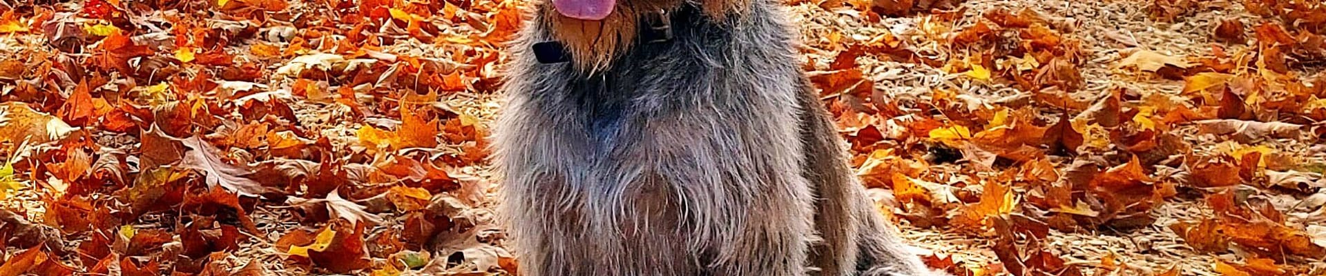 Gus at Belle Isle Park