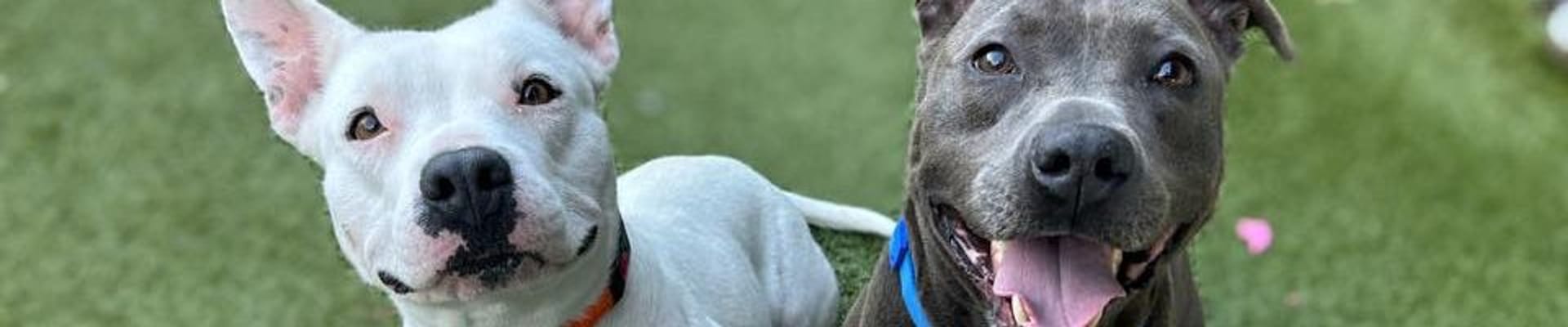 dogs for adoption