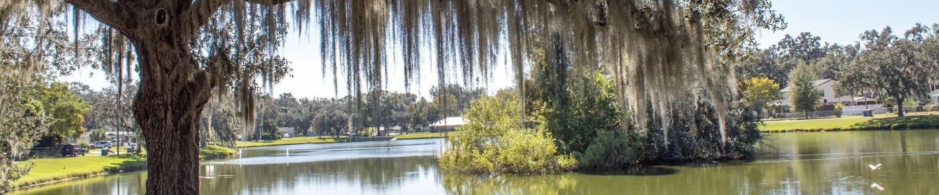 lake and tree