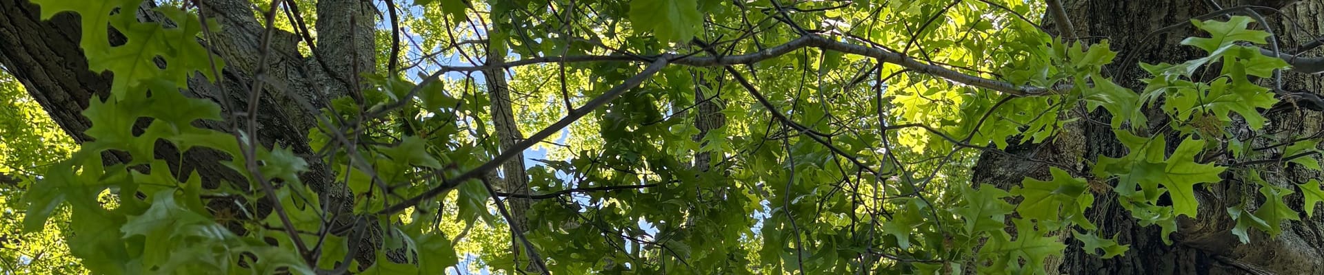 tree leaves