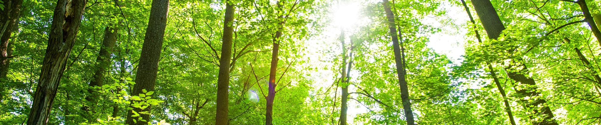 Overhead View of Trees in the Gillies Grove Nature Reserve
