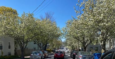Bayside Tree Planting Surge: an ARPA and CDBG Funded Urban Tree Planting initiative in East and West Bayside