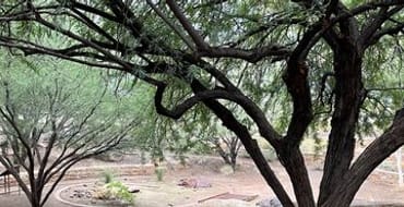 Shade and Tree Plan 2026