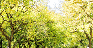 פיילוט תכנית הצללה - רחוב שחם ושדרות התמרים