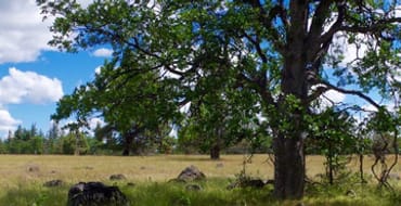 Protecting Communities: Fire Fuels Reduction on the White River Wildlife Area