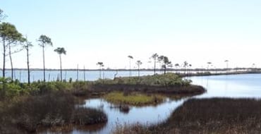 Oyster Bay & Bon Secour Wetland Restoration