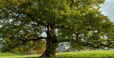 Highway Tree Consultations