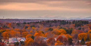 Forest Management: Western Promenade