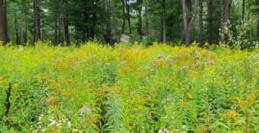 Riverton Trolley Park Improvements