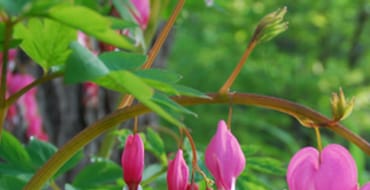 Deep River - A Beautiful Community 