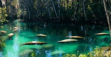 Citrus County "Penny Tax"