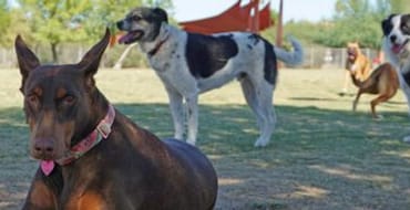 Dog Parks