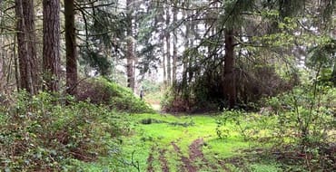 A primitive dirt path leads into a forested area. 