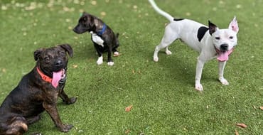 dogs playing in a yard