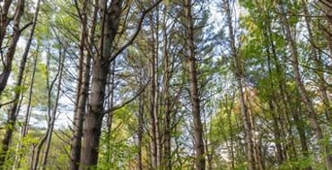 Hazard Tree Removal Rebate Program