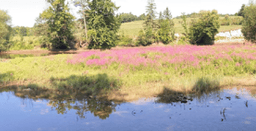 Bonnechere River Park and Trail Project