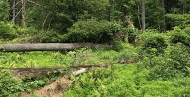 Community Park North Forest Restoration Project