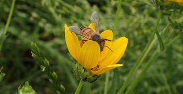 Bee on yellow flower planted in green field