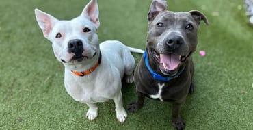 dogs for adoption