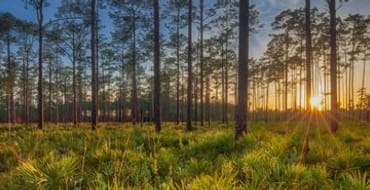 Nature image - sun coming up through the trees