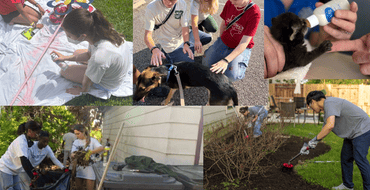 community members performing acts of service such as through art, animal care, and landscaping