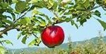 Tennessee Urban Farm and Forest Grant