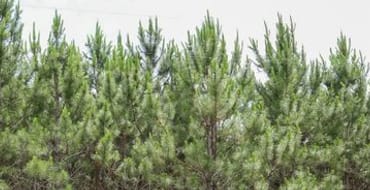 Gulf State Park Proposed Land Exchange