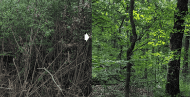 Chinese Privet Removal Initiative