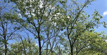 Feedback on the Tree Preservation Code Amendments