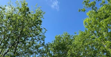 Green tree tops with blue sky behind them