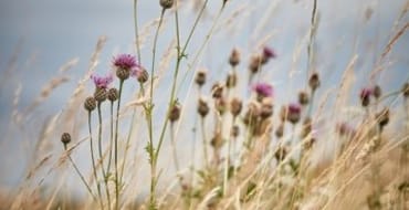 Picture of flowers