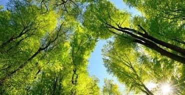 Quarry Park Microforest