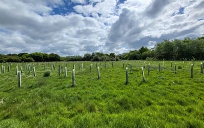 An image of newly planted trees at Ardeer Quarry