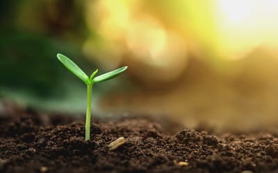 Shape Dallas' Environmental Future: Share Your Voice