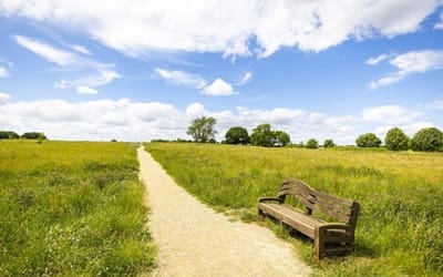 Pathway and bench through a meadow